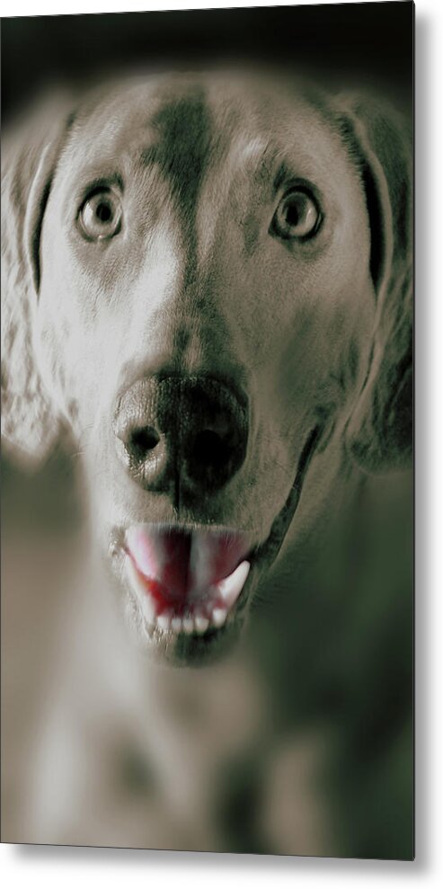 Dog Art Metal Print featuring the digital art Weimaraner Star Portrait 9 by Miss Pet Sitter