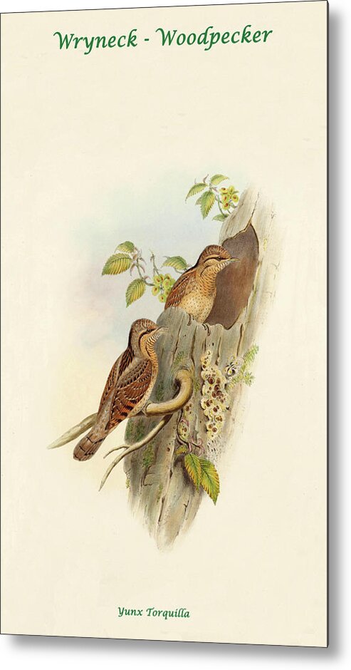 Woodpecker Metal Print featuring the painting Wryneck - Woodpecker II by John Gould