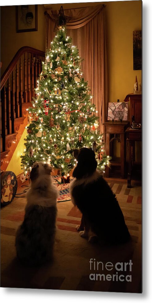 Australian Shepherd Metal Print featuring the photograph Aussie Christmas #1 by Cathy Donohoue