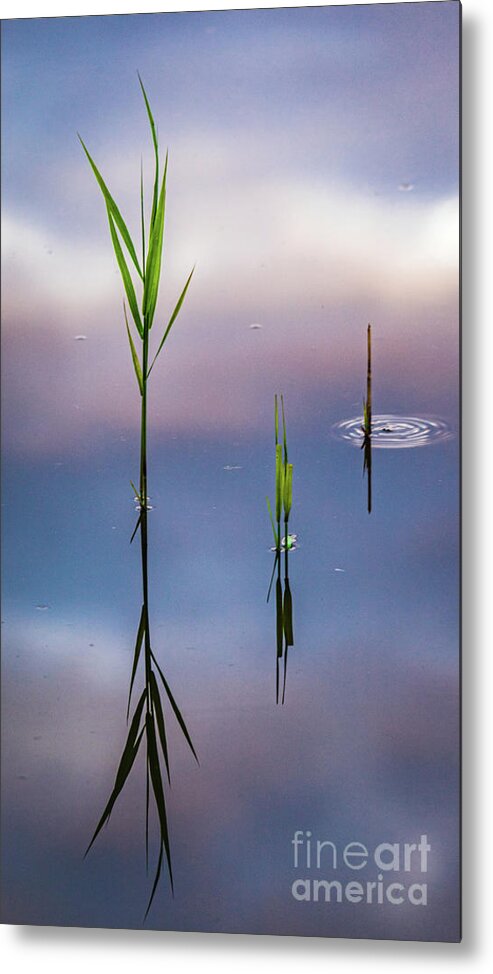 Netherlands Metal Print featuring the photograph Serenity-6 #1 by Casper Cammeraat