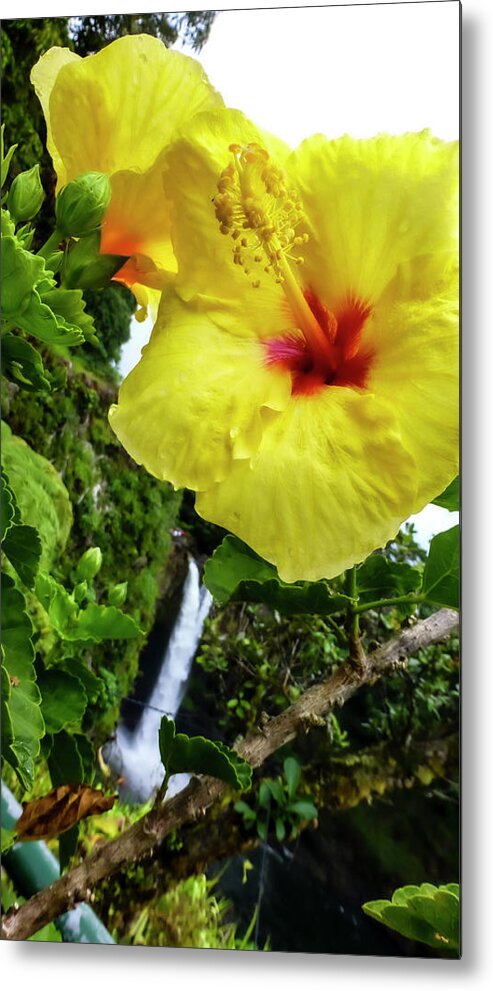Hawaii Pictures Metal Print featuring the photograph Hawaii Flower Photography 20150713-685 by Rowan Lyford