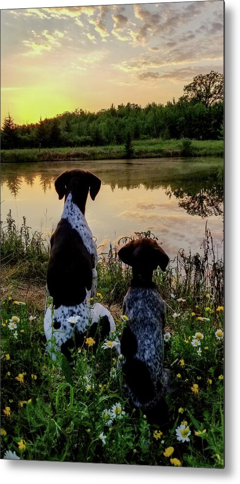 German Shorthaired Metal Print featuring the photograph German Shorthaired Pointer #2 by Brook Burling