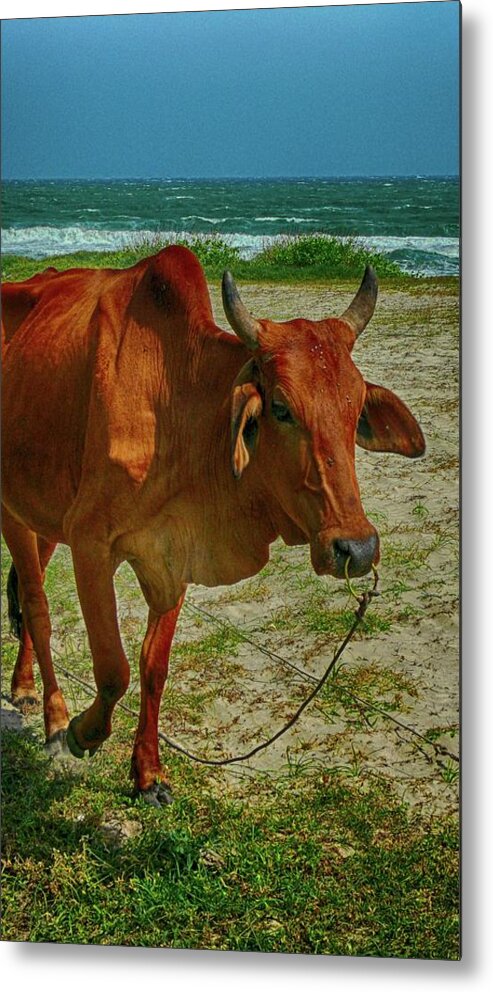 Cow Metal Print featuring the photograph Asian Cow Portrait by Robert Bociaga