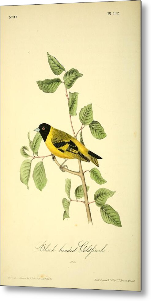 Birds Metal Print featuring the mixed media Black headed Goldfinch by World Art Collective