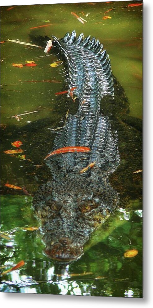 Crocodile Metal Print featuring the photograph Crocodile in water by Robert Bociaga