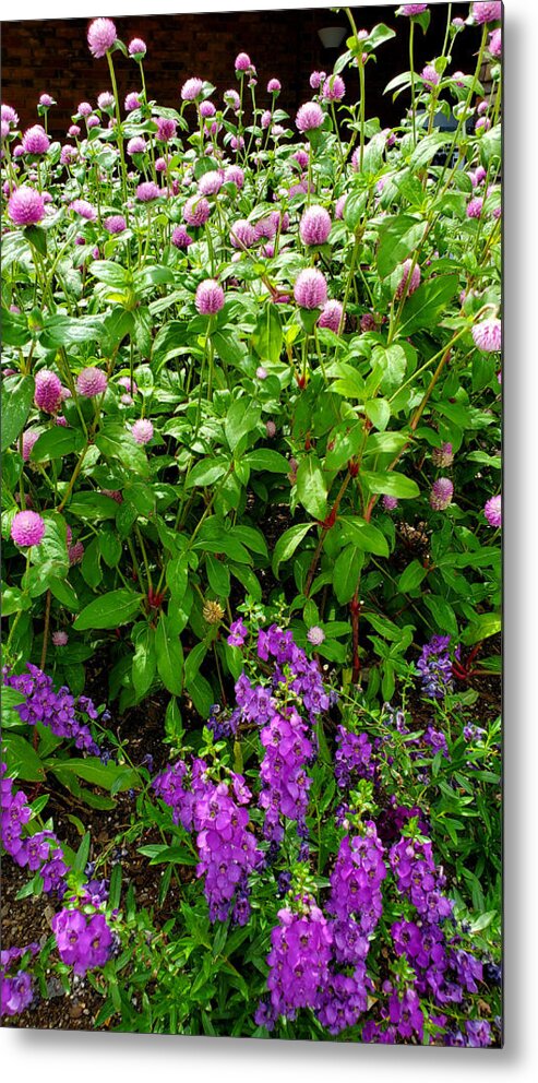 Field Of Purple Flowers Metal Print featuring the photograph Field of Purple Flowers by Kenny Glover