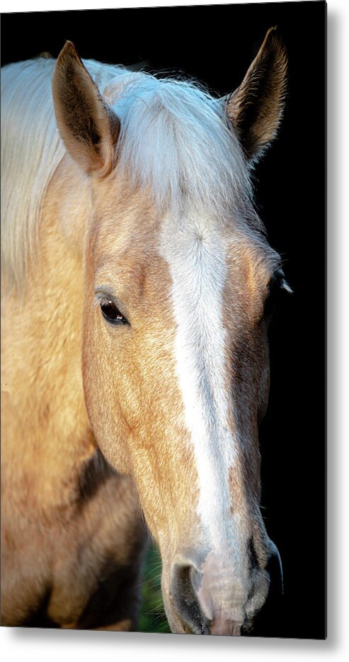 2020-02-26 Metal Print featuring the photograph Horse 3 by Phil And Karen Rispin