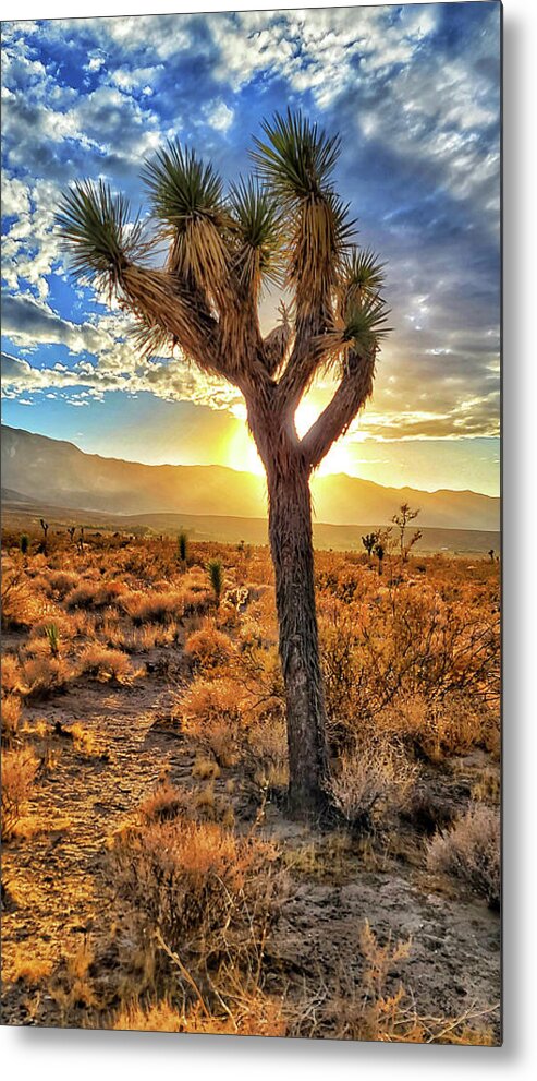 Sunset Metal Print featuring the photograph Joshua Tree Sun Blast by Chris Casas