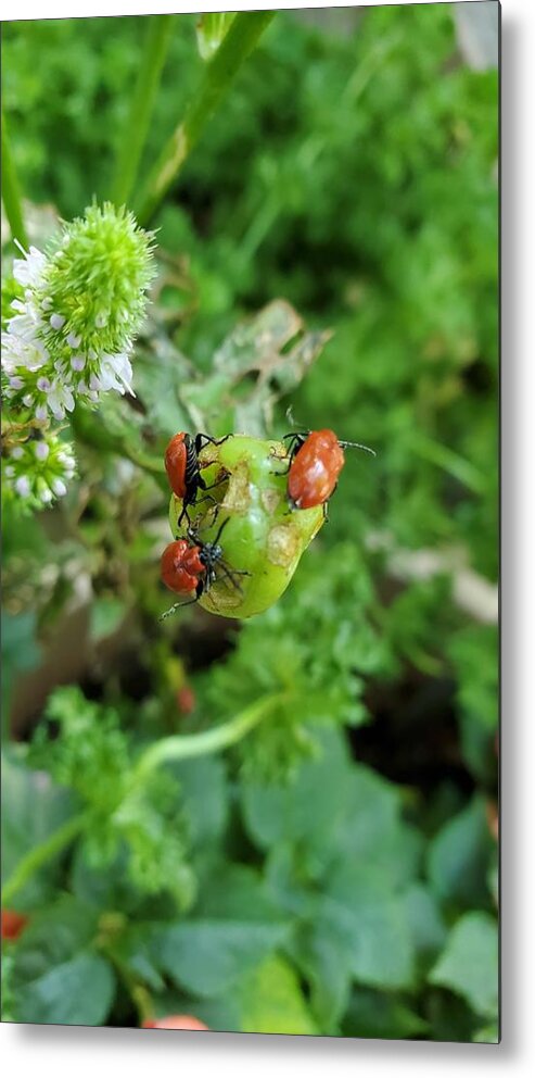 Ladybugs Metal Print featuring the photograph LadyBugs Feeding by Stacie Siemsen