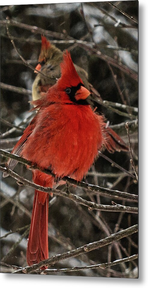 Northern Cardinal Metal Print featuring the photograph Mr. and Mrs. by John Harding