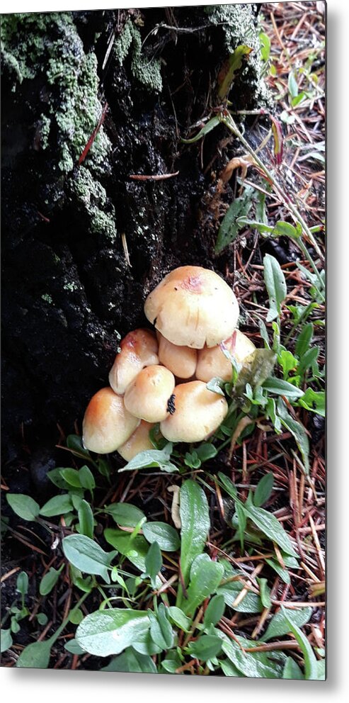 Mushroom Cluster Metal Print featuring the digital art Mushroom Cluster by Tom Janca