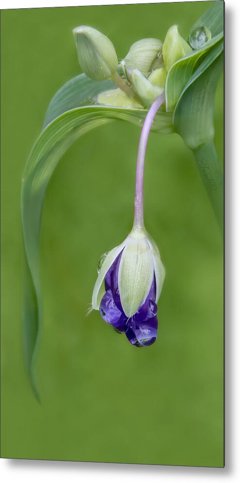 Flower Metal Print featuring the photograph Purple Rain Drops by Shara Abel