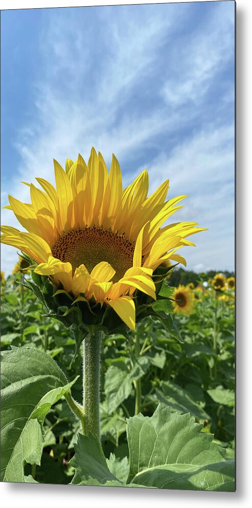 Sunflower Metal Print featuring the photograph Sunflower by Jill Laudenslager