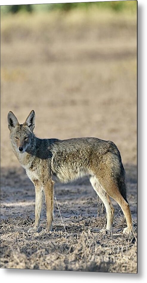 Coyote Metal Print featuring the digital art Watchful Eye by Tammy Keyes