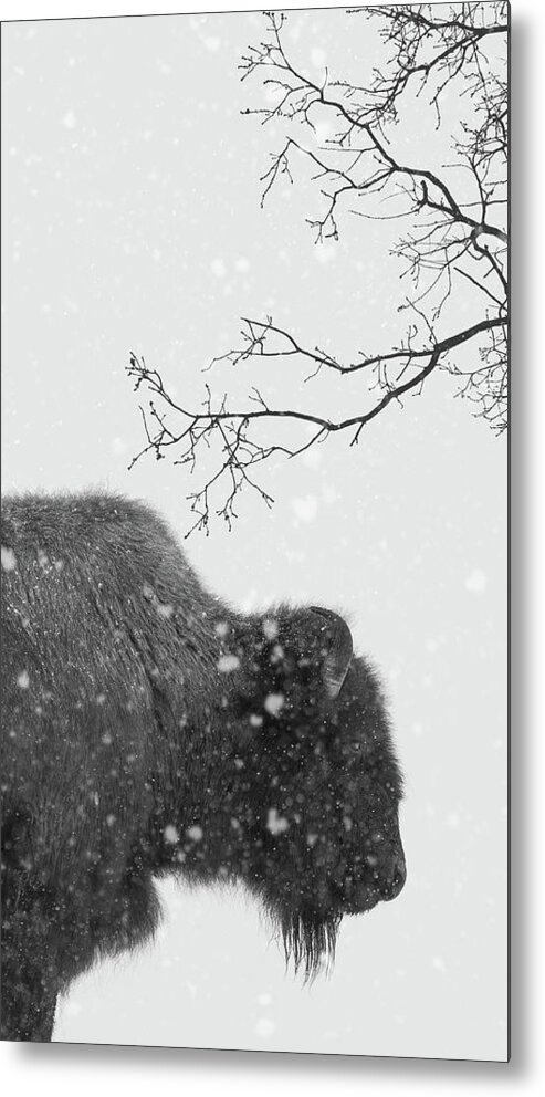 Bison Metal Print featuring the photograph Winter Wood Bison by Scott Slone