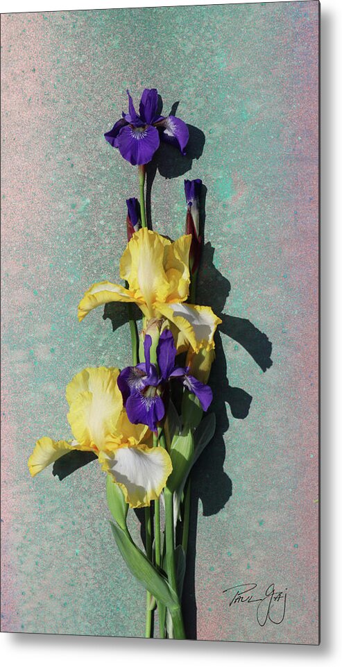 Yellow And Purple Iris Metal Print featuring the photograph Yellow and Purple Iris by Paul Gaj