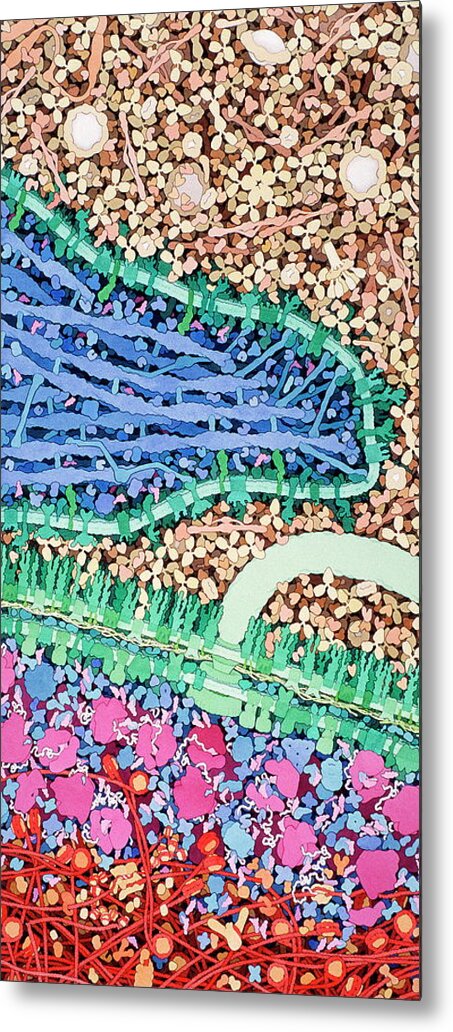 Macrophage Metal Print featuring the photograph Macrophage Engulfing Bacterium #1 by David Goodsell/science Photo Library