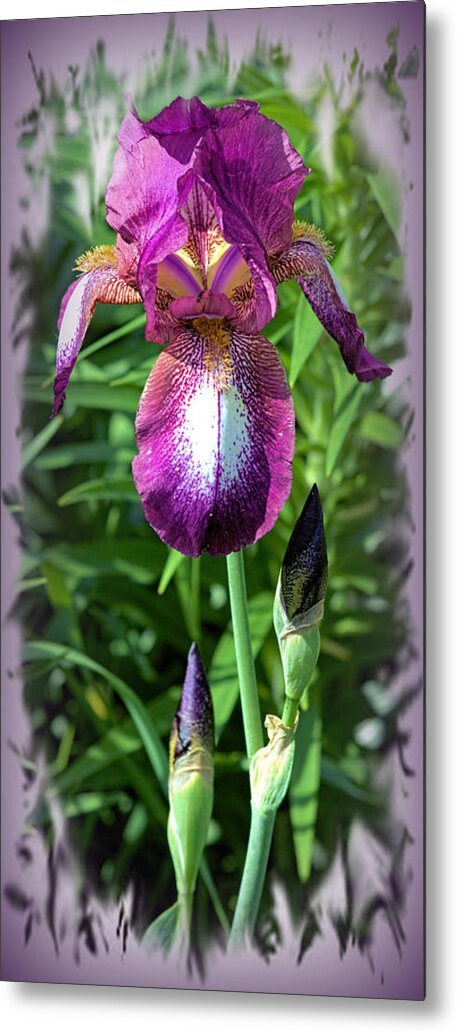 Iris Metal Print featuring the photograph Standing Tall by Bonfire Photography