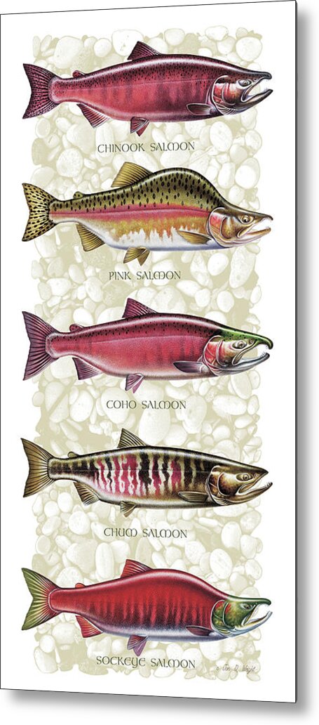 Jon Q Wright Metal Print featuring the painting Five Salmon Species by JQ Licensing