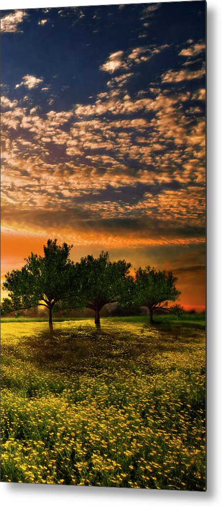 Barn Metal Print featuring the photograph Shadows in the Meadow Right of the Triple by Debra and Dave Vanderlaan