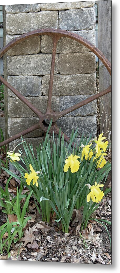 Daffodils Metal Print featuring the photograph Rustic Garden Spot Wide by Ann Horn