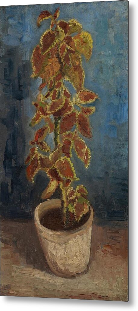 Oil On Canvas Metal Print featuring the painting Flame Nettle in a Flowerpot. by Vincent van Gogh -1853-1890-