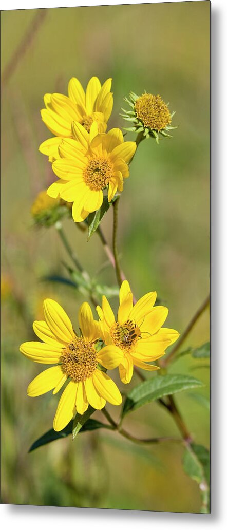 Flower Metal Print featuring the photograph Maximilian Sunflowers - UW Arboretum by Steven Ralser