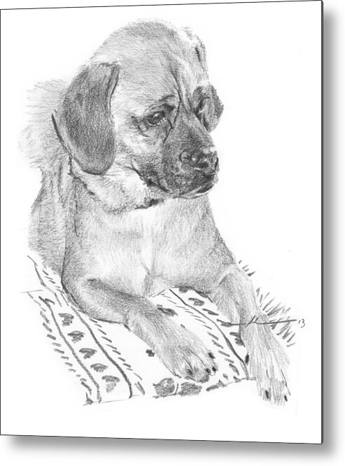 <a Href=http://miketheuer.com Target =_blank>www.miketheuer.com</a> Puppy On A Blanket Pencil Portrait Metal Print featuring the drawing Puppy On A Blanket Pencil Portrait by Mike Theuer