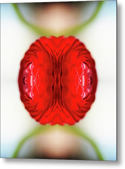 Tranquility Metal Print featuring the photograph Red Ranunculus #1 by Silvia Otte