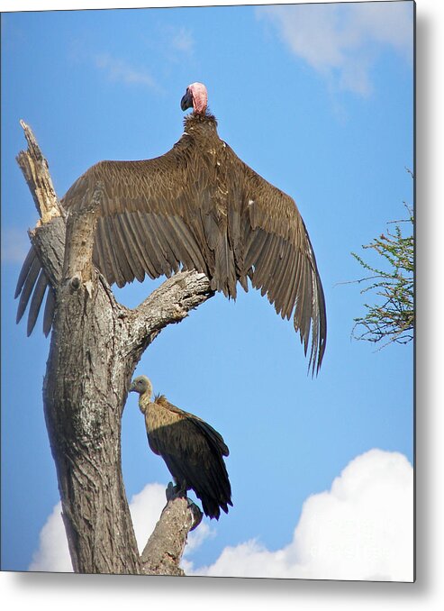 Birds Metal Print featuring the photograph African Vultures #2 by Louise Peardon