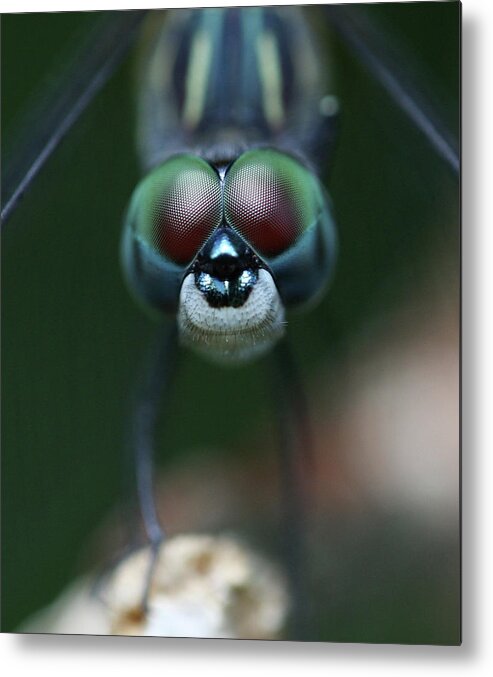 Insect Metal Print featuring the photograph All Eyes by Photo By Wayne Bierbaum; Annapolis, Maryland