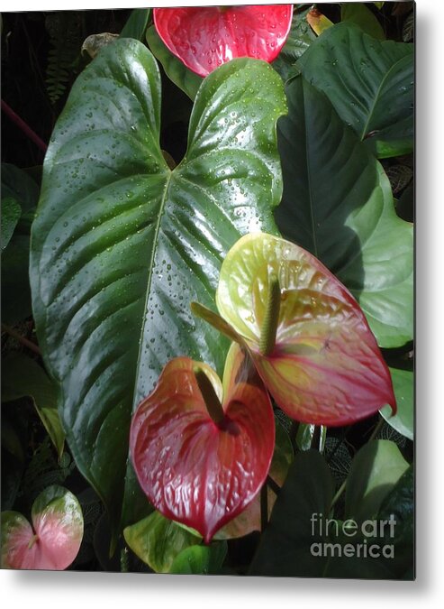 Foliage Metal Print featuring the photograph Anthurium by Ann Johndro-Collins