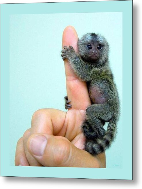 finger monkey