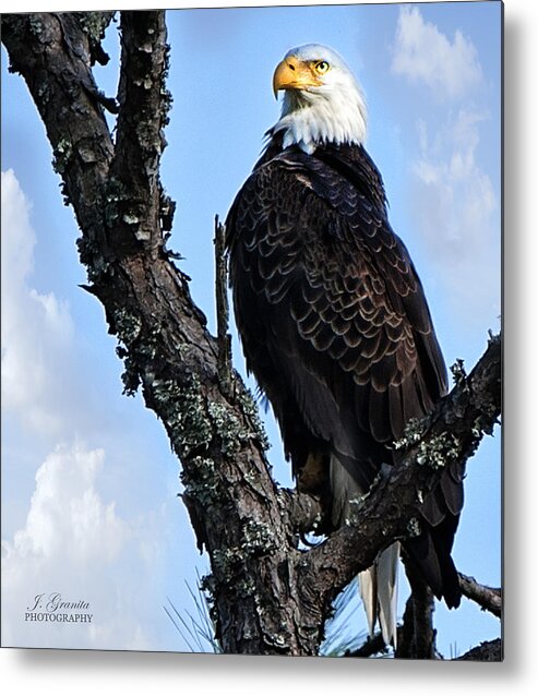 Bald Eagle Metal Print featuring the photograph Bald Eagle in Tree by Joe Granita