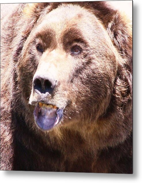 Grizzly Metal Print featuring the photograph Bearing My Teeth by Shane Bechler
