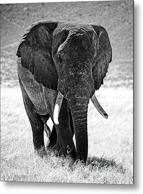 Elephant Metal Print featuring the photograph Beautiful Elephant Black And White 4 by Boon Mee