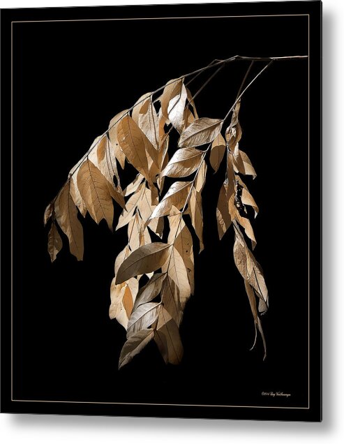Fall Metal Print featuring the photograph Before the Fall by Lucy VanSwearingen