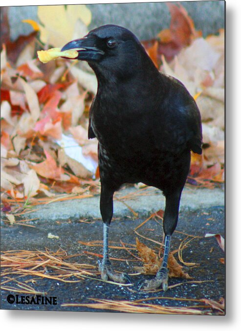 Crow Metal Print featuring the photograph Big Daddy Crow Leaf Picker by Lesa Fine