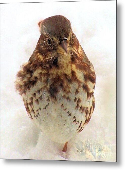 Baby Metal Print featuring the photograph Fox Sparrow in Snow by Janette Boyd