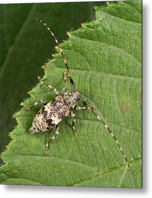 Insect Metal Print featuring the photograph Black-clouded Longhorn Beetle by Nigel Downer