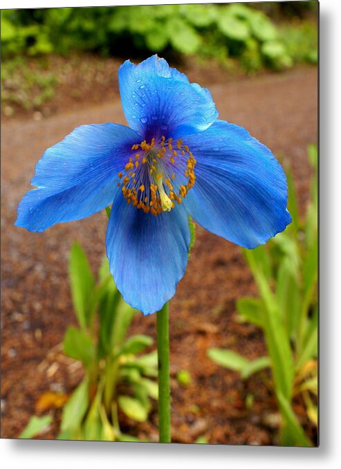 Blue Poppy Metal Print featuring the photograph Blue Poppy by Jerry Cahill
