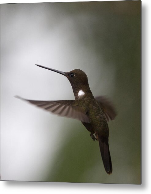 Brown Inca; Inca; Brown; Hummingbird; Coeligena Wilsoni; Hovering; Flight; Flying; Western Andes; Colombia; Andes; Bird; Animal; Wildlife; Nature; Photo; Photography; Action; Movement; Metal Print featuring the photograph Brown Inca hummingbird by Tony Mills