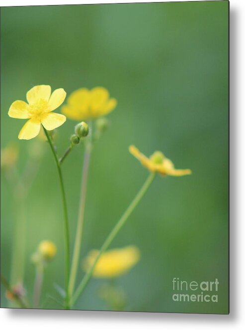 Flowers Metal Print featuring the photograph Buttercup by Margaret Hamilton