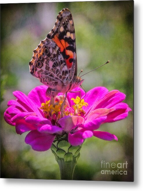 Red Admiral Butterfly Metal Print featuring the photograph Butterfly Kisses by Elizabeth Winter