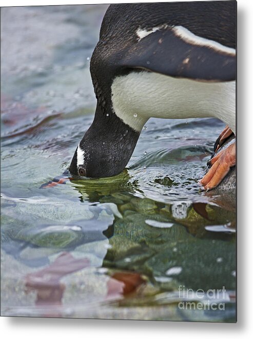 Festblues Metal Print featuring the photograph Checking for Orca... by Nina Stavlund