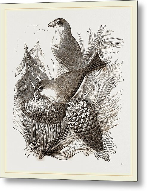 Crossbills Metal Print featuring the drawing Crossbills by Litz Collection