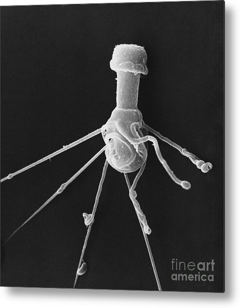 Science Metal Print featuring the photograph Crustacean Sperm Sem by David M. Phillips / The Population Council