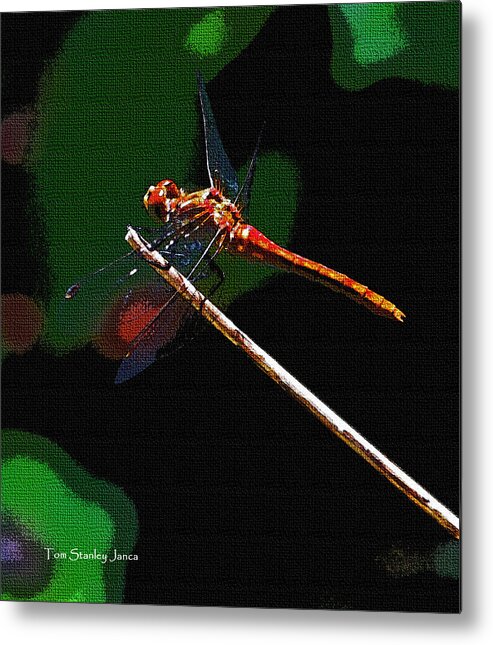 Dragonfly Waits Metal Print featuring the photograph Dragonfly Waits by Tom Janca
