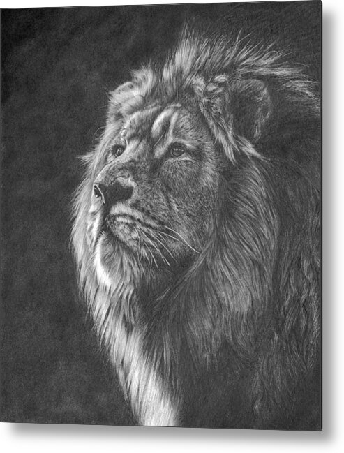 Lion Metal Print featuring the drawing Dying Light by Peter Williams