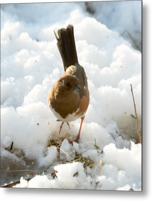 Rufous-sided Towhee Metal Print featuring the photograph Eastern Towhee Poses for Photograph by Holden The Moment